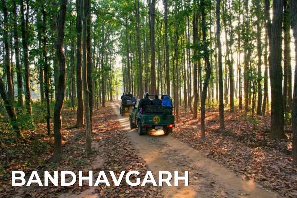 Domestic Tours bandhavgarh