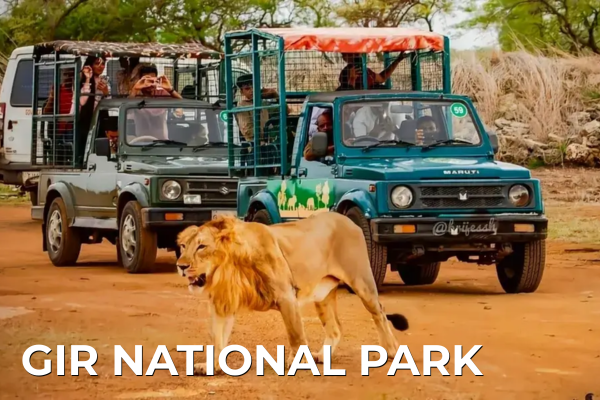 Domestic Tours gir national park