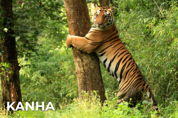 Domestic Tours kanha