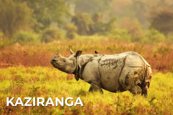 Domestic Tours kaziranga