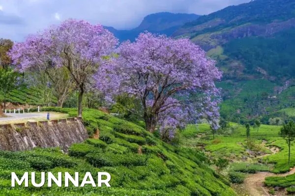 Domestic Tours munnar