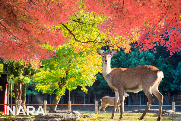 International Tours nara