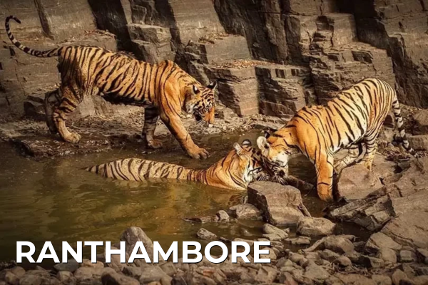 Domestic Tours ranthambore