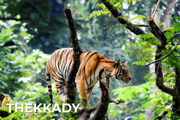 Domestic Tours thekkady